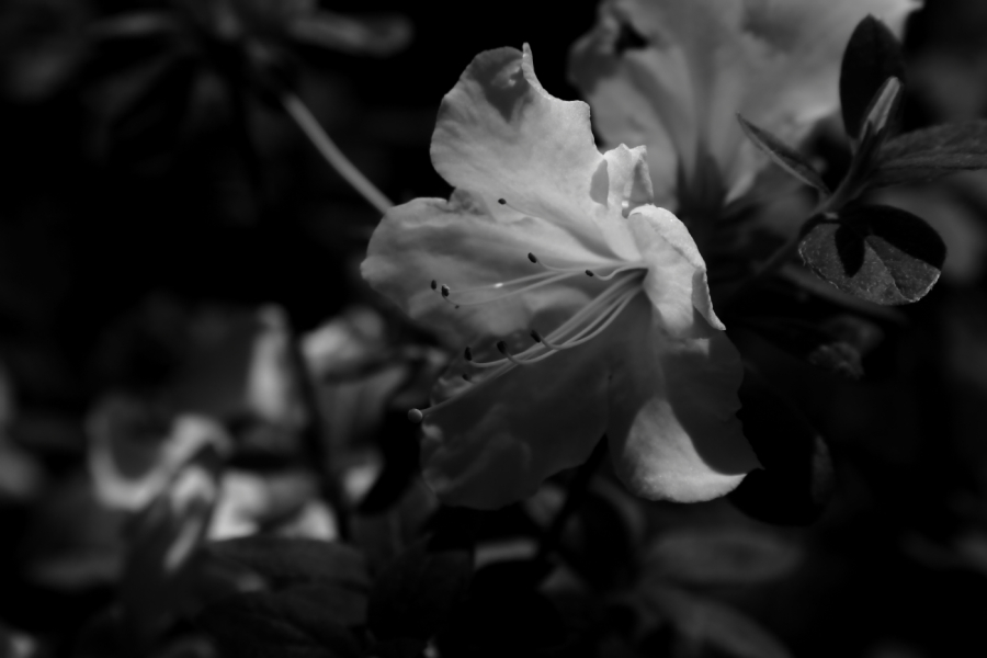 2012 05 20 4234ebw